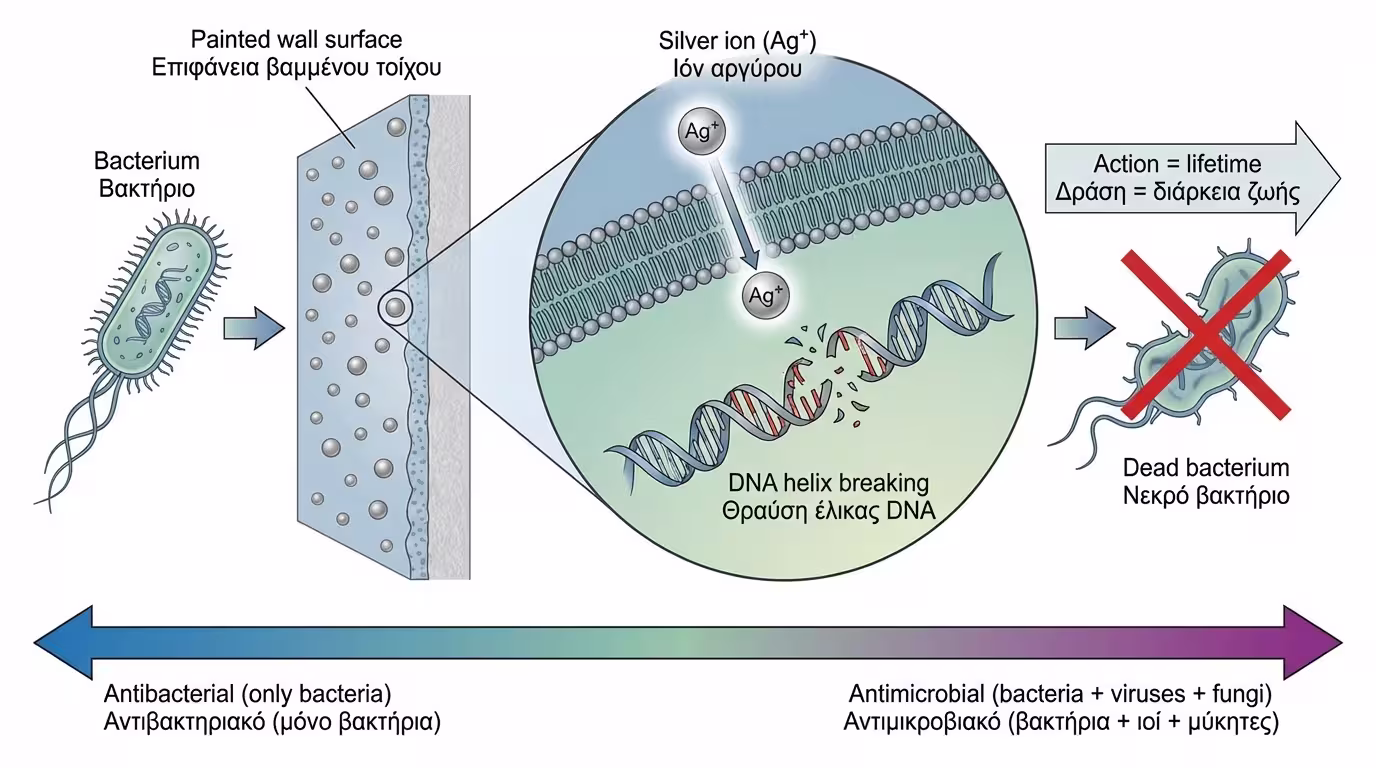 Infographic: Αντιβακτηριακό vs αντιμικροβιακό - μηχανισμός ιόντων αργύρου